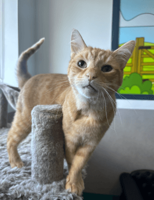 Tony - Domestic Short Hair available for adoption in Sydney