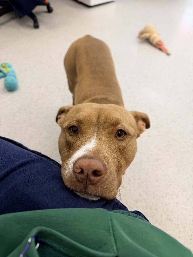 Kali - American Staffordshire Terrier available for adoption at RSPCA NSW in Sydney