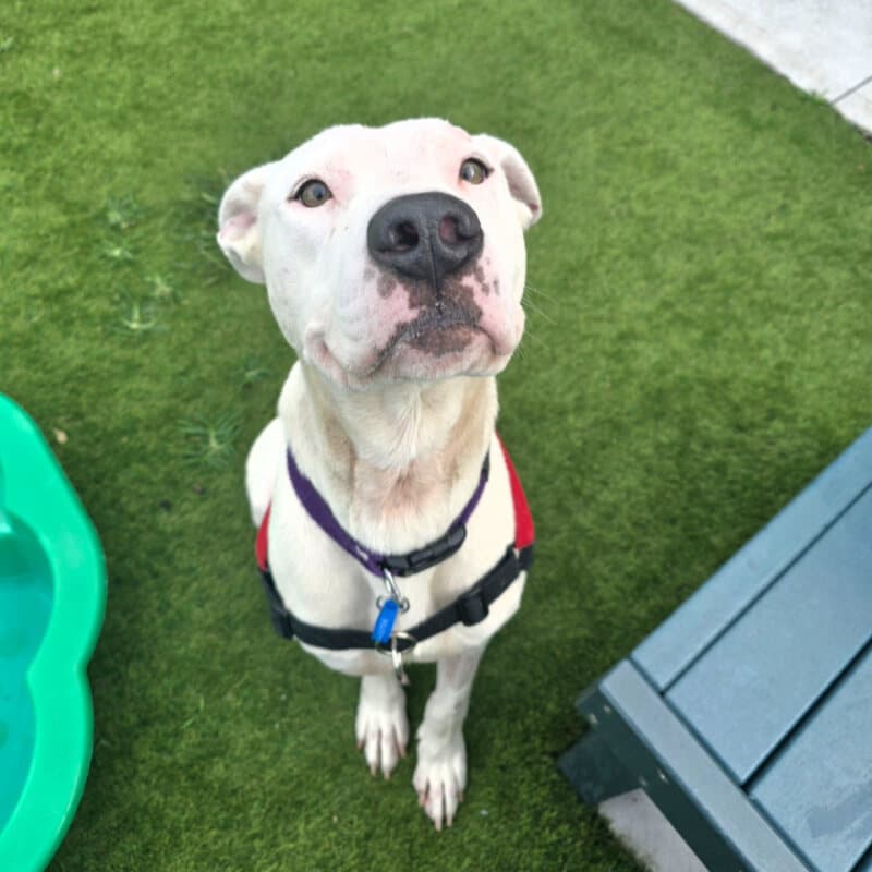 Benji - Great Dane / Staffordshire Bull Terrier available for adoption in Calgary