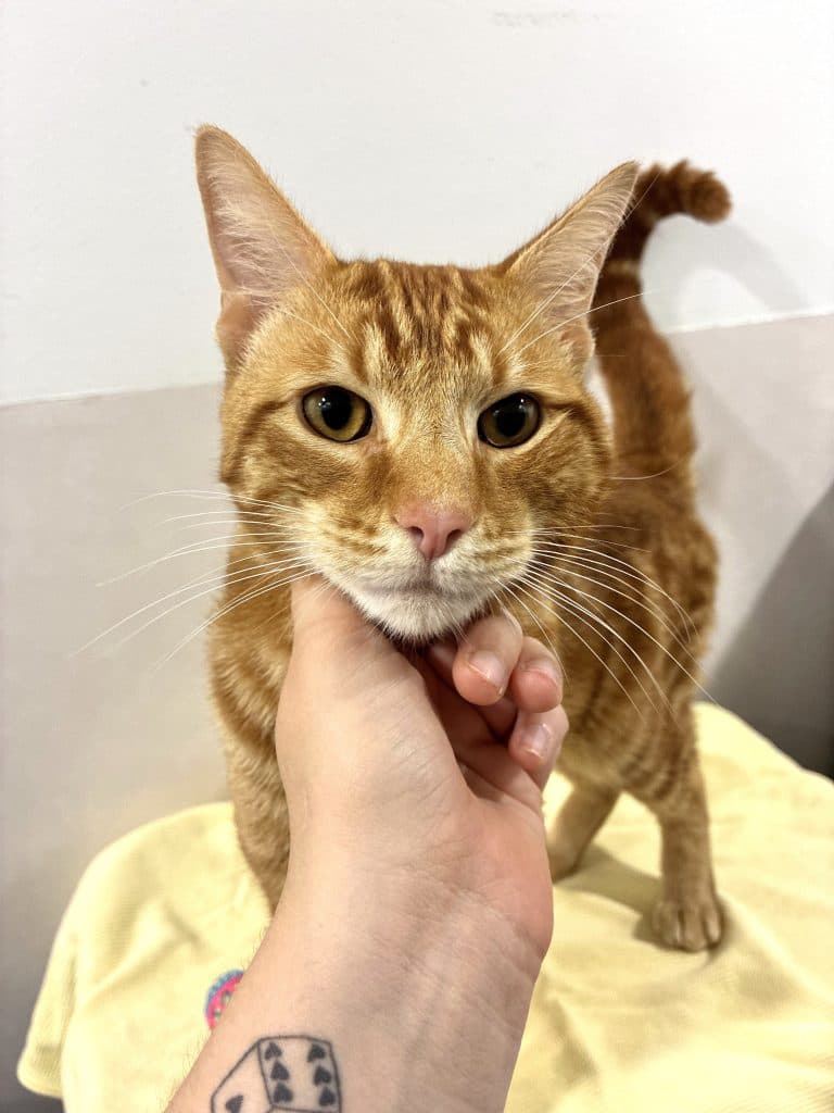 Goose - Domestic Short Hair cat available for adoption at RSPCA NSW in Sydney