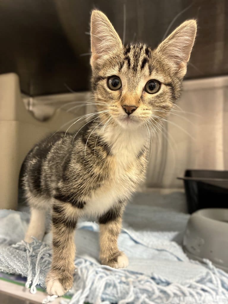 Dipsy - Domestic Short Hair cat available for adoption at RSPCA NSW in Sydney