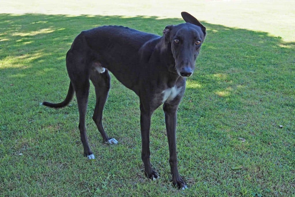 Diego - Greyhound available for adoption in Sydney