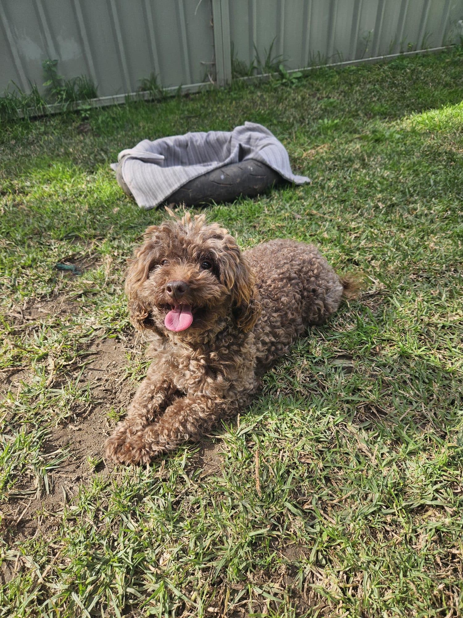 Chocco - Poodle (Toy) available for adoption at RSPCA NSW in Sydney