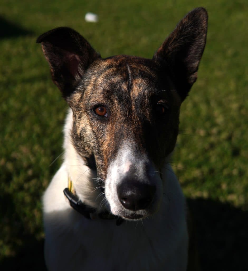 Mopsey - Collie (Rough) / American Staffordshire Terrier available for adoption at RSPCA NSW in Sydney