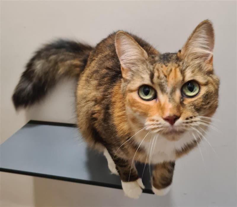 Scruffy - Domestic Medium Hair available for adoption in Wollongong
