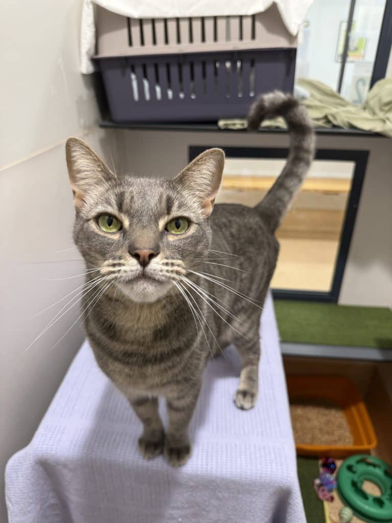 Spencer - Domestic Short Hair cat available for adoption at RSPCA NSW in Wollongong