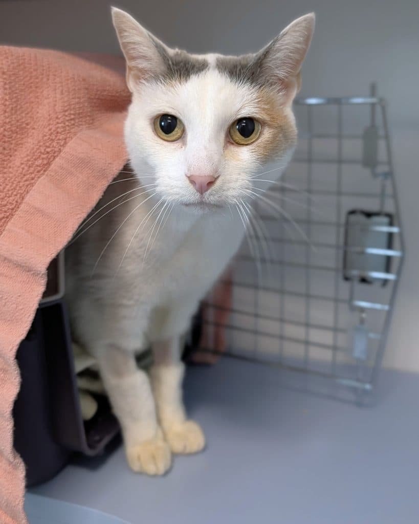 Angel - Domestic Short Hair cat available for adoption in Sydney