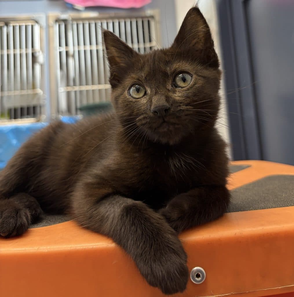 Jeffrey - Domestic Short Hair cat available for adoption at RSPCA NSW in Sydney