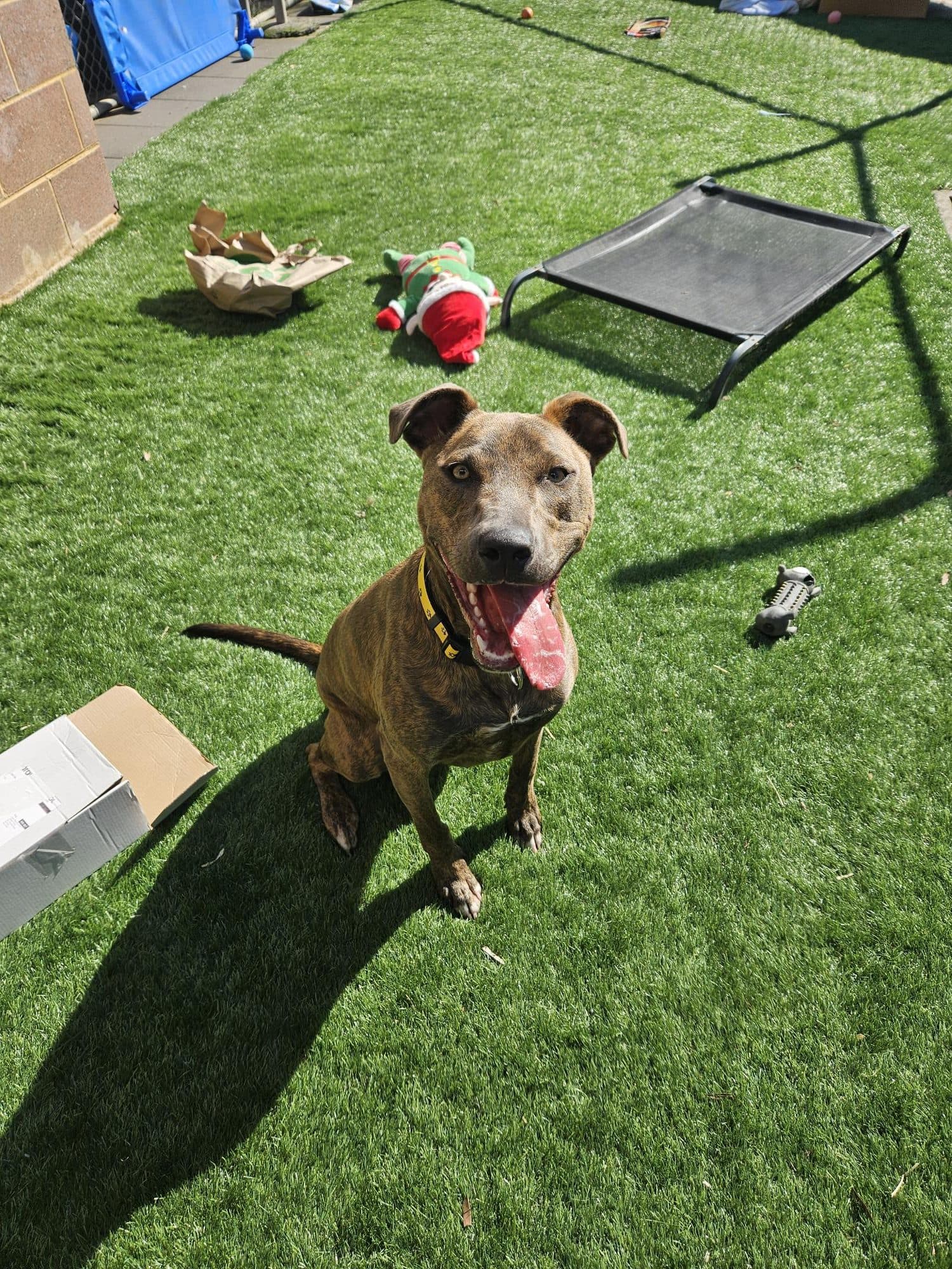 Sasha - Australian Kelpie / American Staffordshire Terrier available for adoption in Wollongong