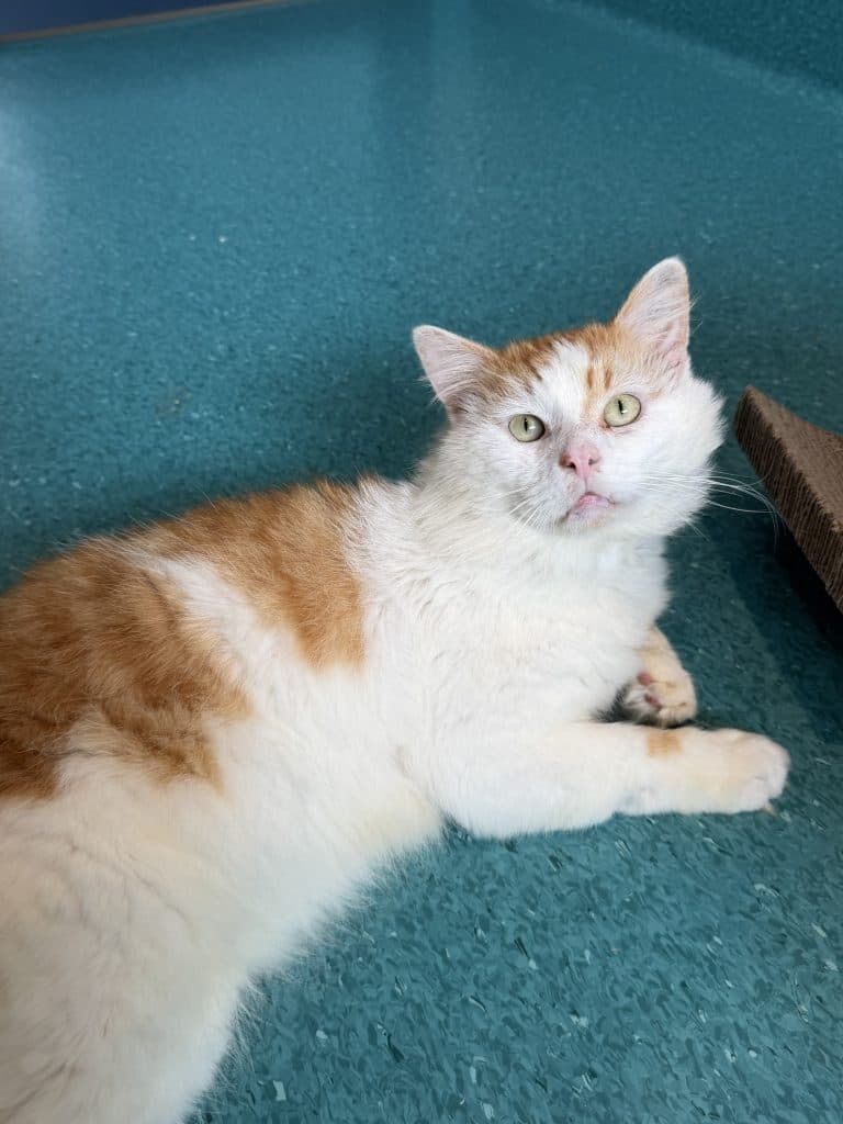 Samson - Domestic Medium Hair cat available for adoption in Sydney