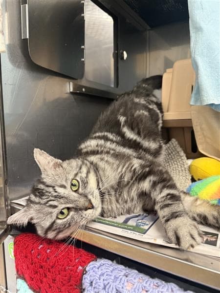 Leonardo - Domestic Short Hair cat available for adoption at RSPCA NSW in Newcastle