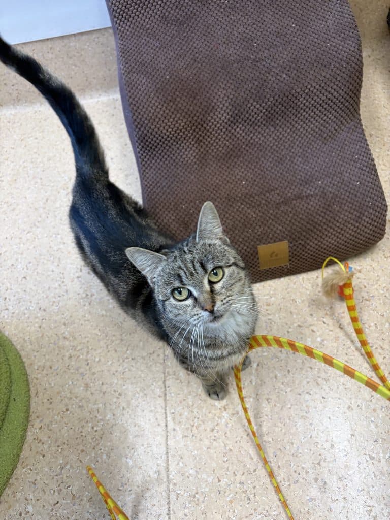 Bambi - Domestic Short Hair cat available for adoption at RSPCA NSW in Sydney
