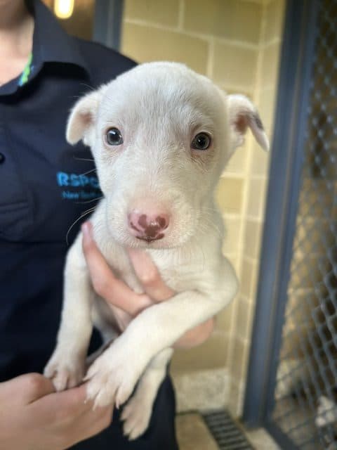 Casper - Australian Kelpie available for adoption at RSPCA NSW in Sydney