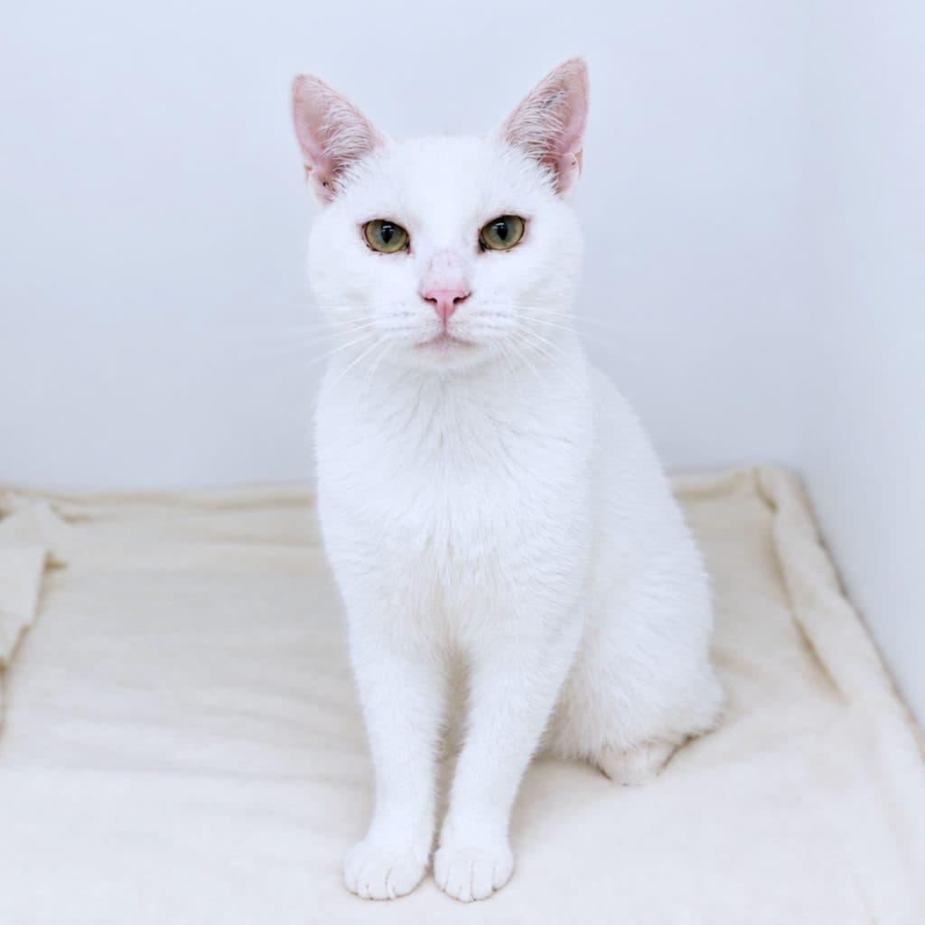 Mr Snow - Domestic Short Hair cat available for adoption at RSPCA NSW in Sydney