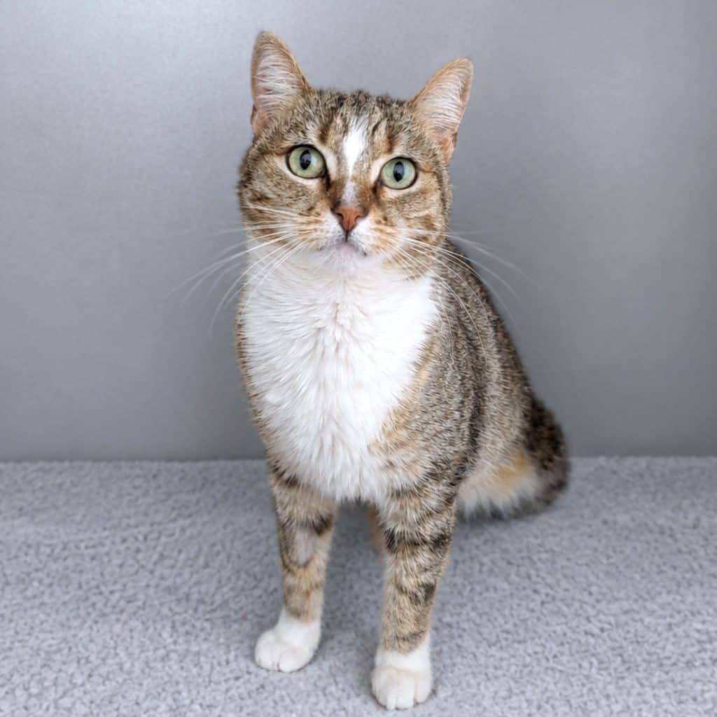 Mocha - Domestic Short Hair cat available for adoption at RSPCA NSW in Sydney