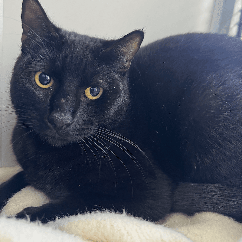 Tigger - Domestic Short Hair cat available for adoption in Sydney