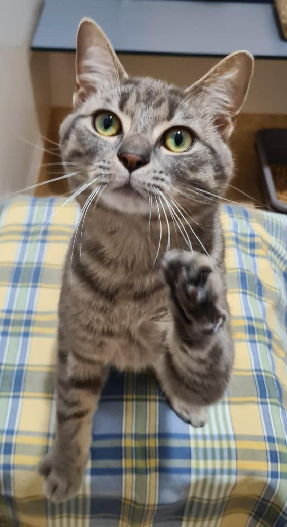 Charlie - Domestic Short Hair cat available for adoption at RSPCA NSW in Wollongong