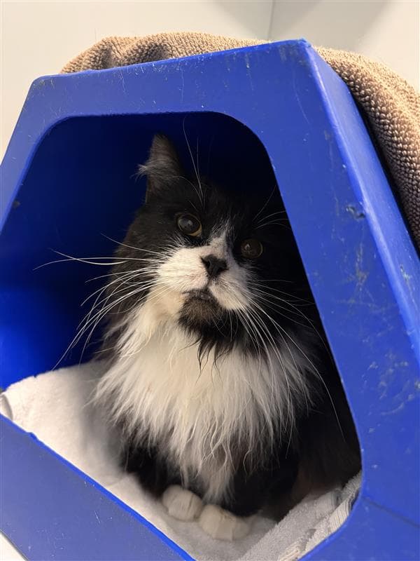 Lala - Domestic Medium Hair cat available for adoption at RSPCA NSW in Sydney
