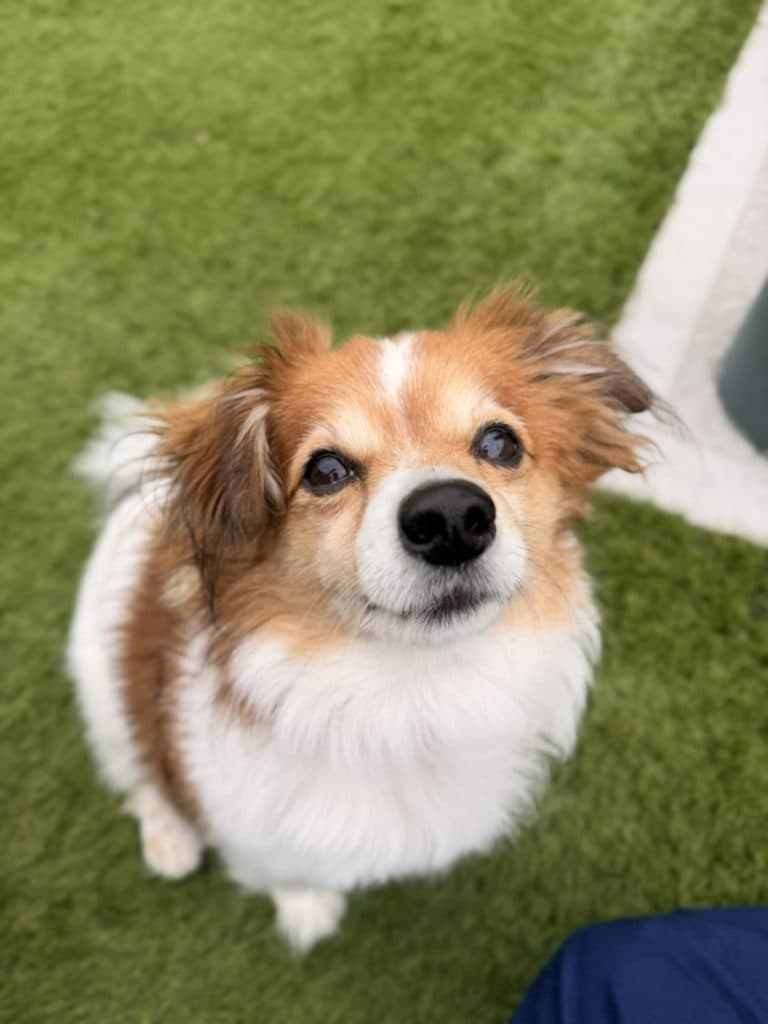 Ashiboy - Jack Russell Terrier (Smooth) / Pomeranian available for adoption in Sydney