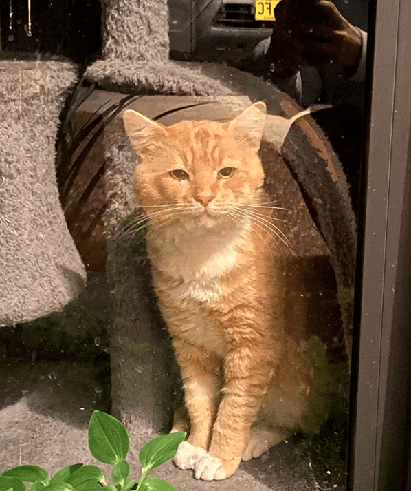 Arnie - Domestic Short Hair cat available for adoption in Sydney