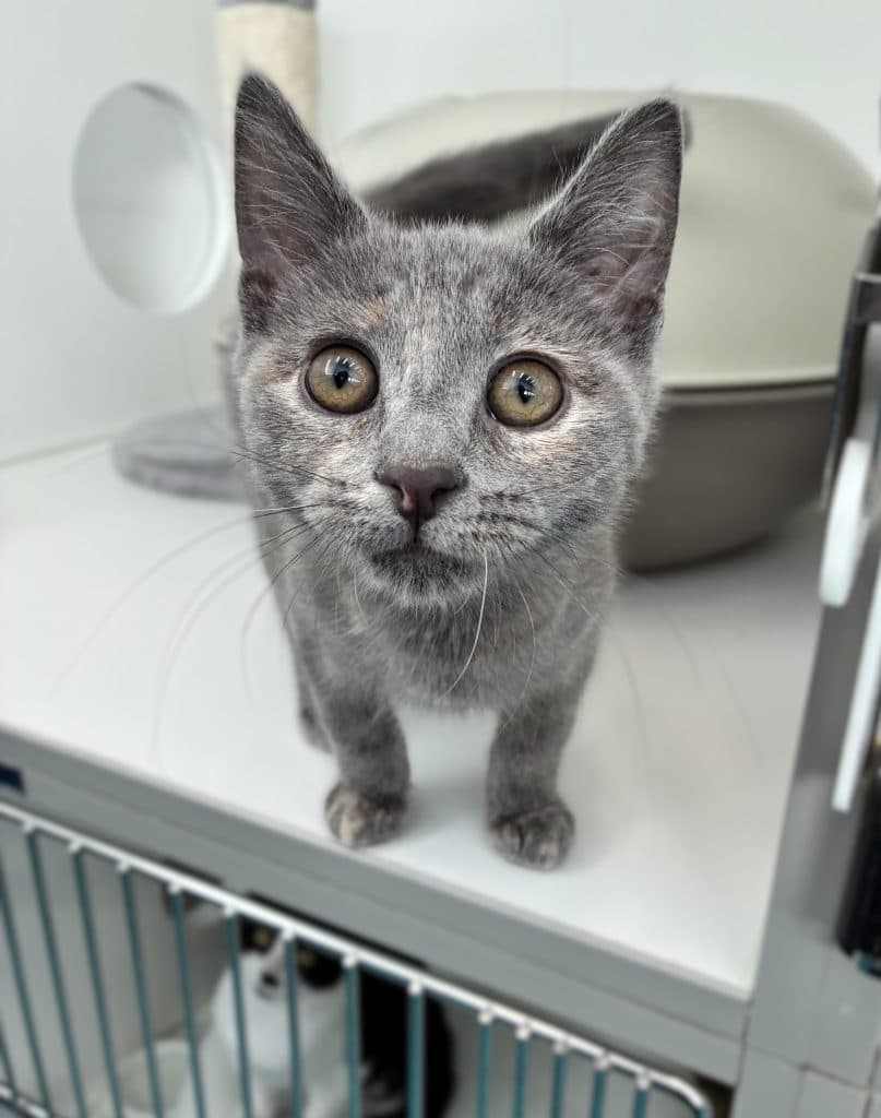 Bubbles - Domestic Short Hair cat available for adoption at RSPCA NSW in Sydney