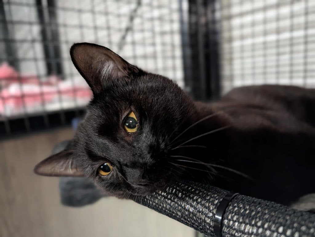 Augie - Domestic Short Hair cat available for adoption at RSPCA NSW in Sydney