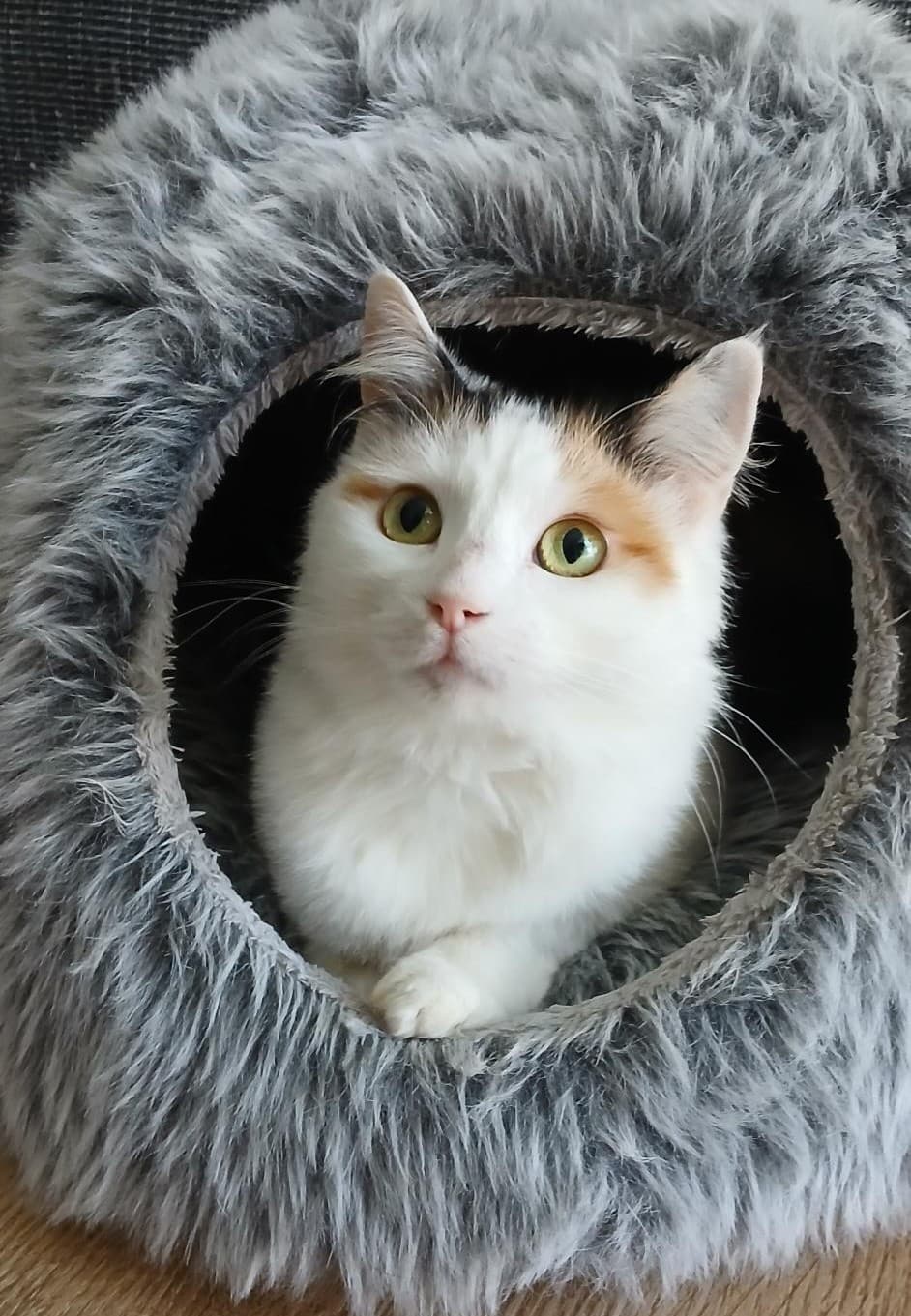Dolly - Domestic Short Hair cat available for adoption at RSPCA NSW in Sydney