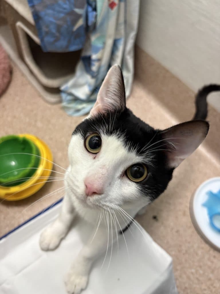 Latrell - Domestic Short Hair / Domestic Short Hair cat available for adoption at RSPCA NSW in Sydney