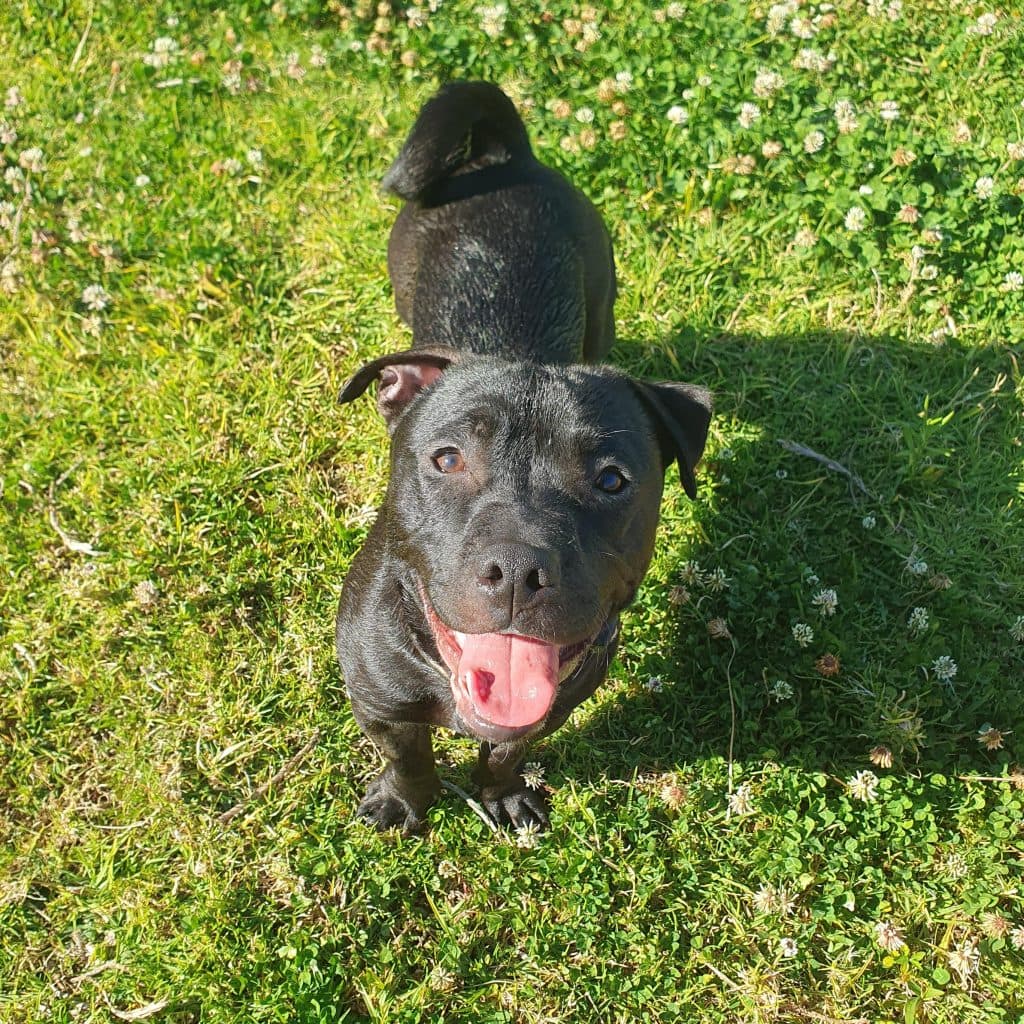 Peanut - Staffordshire Bull Terrier / Jack Russell Terrier (Smooth) available for adoption in Wollongong