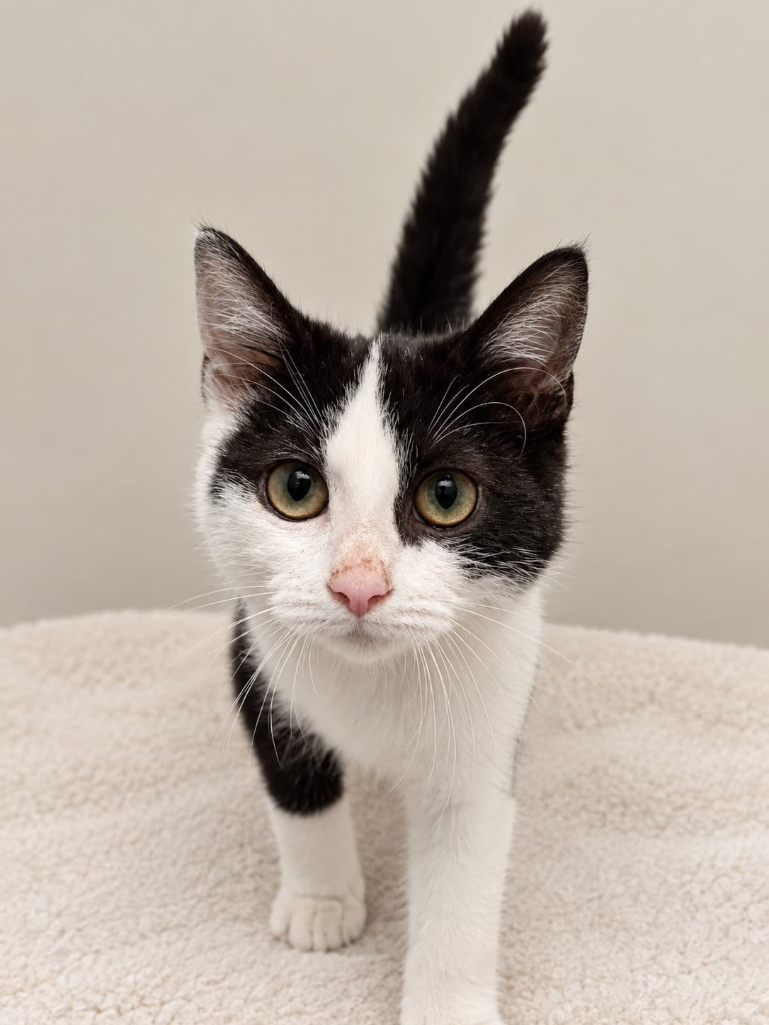 Chase - Domestic Short Hair cat available for adoption at RSPCA NSW in Nsw