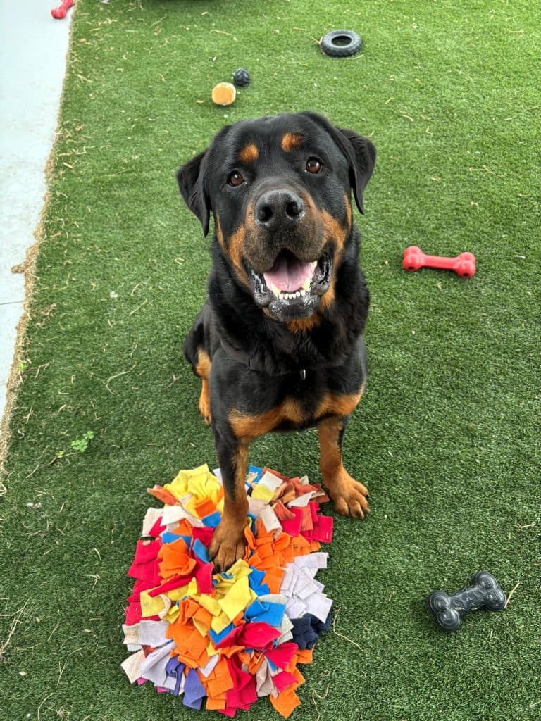 Shadow - Rottweiler available for adoption in Newcastle