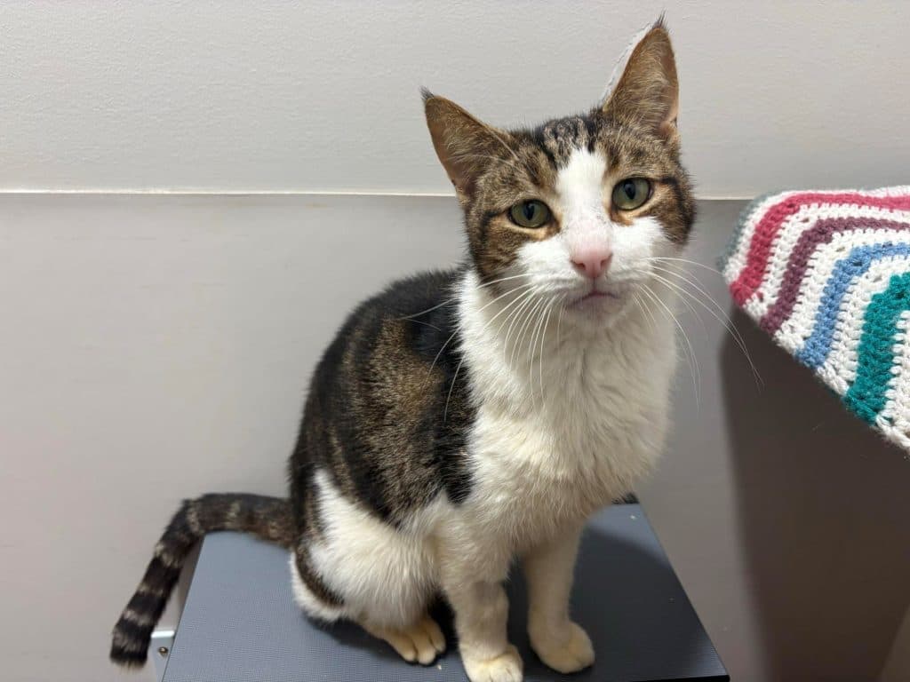 Olaf - Domestic Short Hair cat available for adoption in Sydney