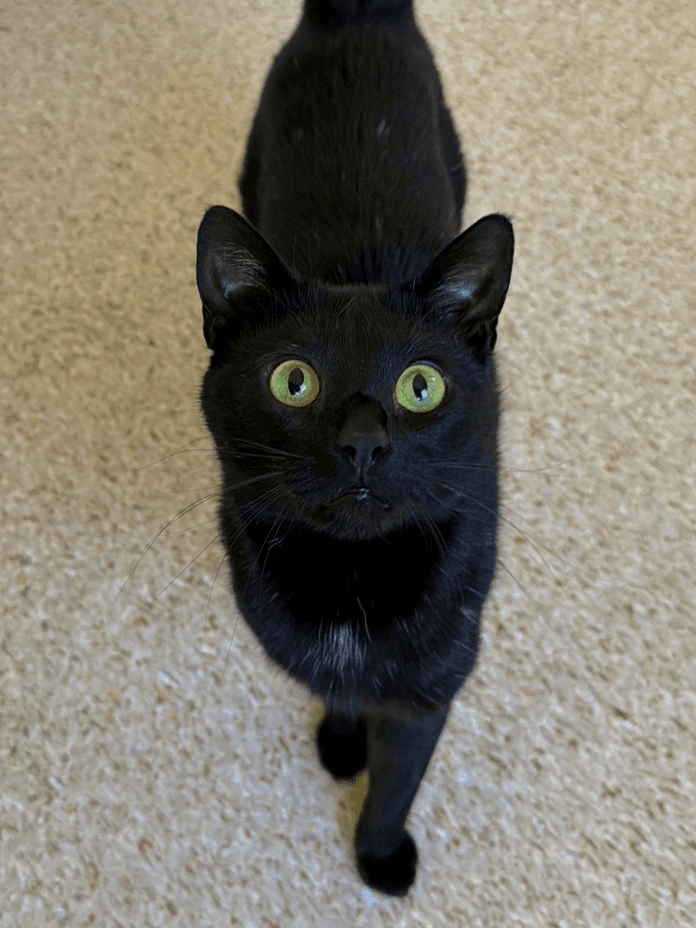 Sherlock - Domestic Short Hair cat available for adoption at RSPCA NSW in Central Coast