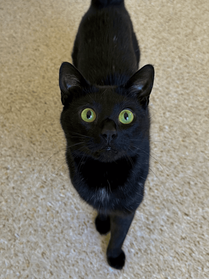Sherlock - Domestic Short Hair available for adoption in Central Coast