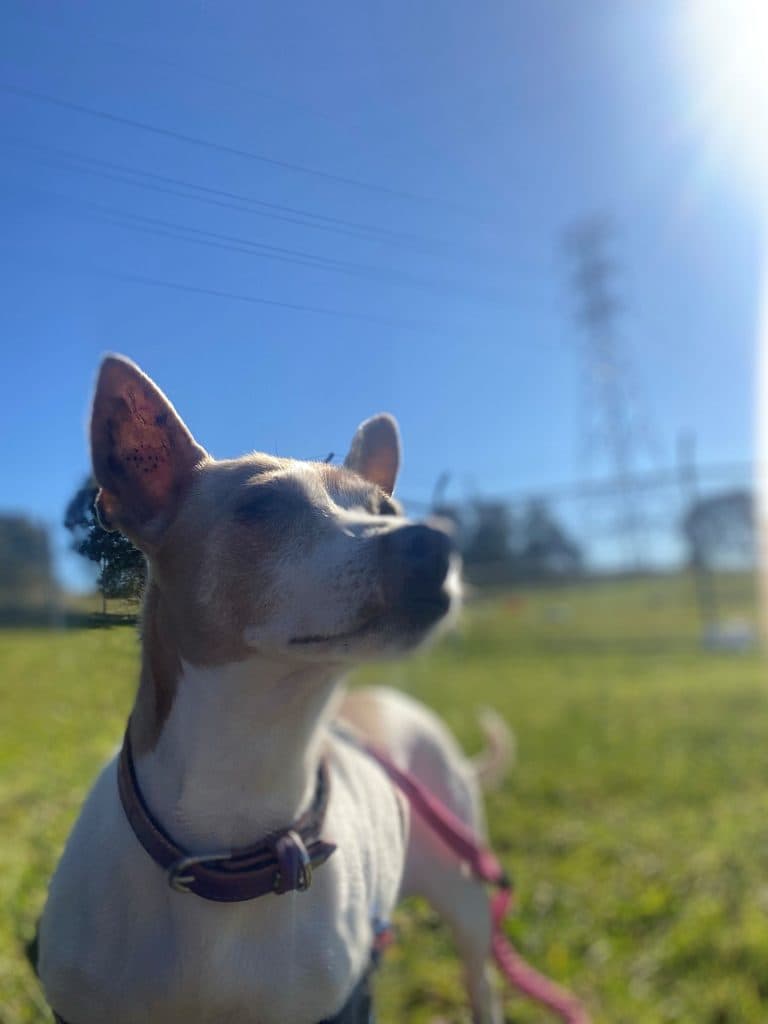 Jessie - Jack Russell Terrier (Smooth) / Mini Foxie / Tenterfield Terrier available for adoption at RSPCA NSW in Sydney