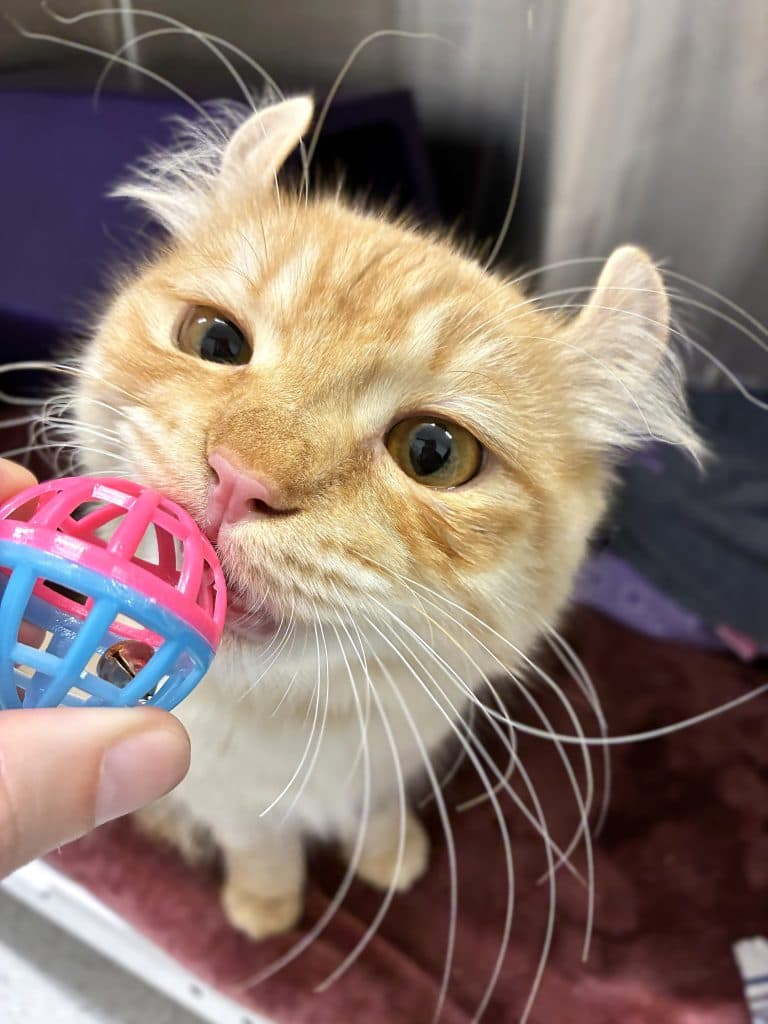 Genji - American Curl cat available for adoption at RSPCA NSW in Sydney