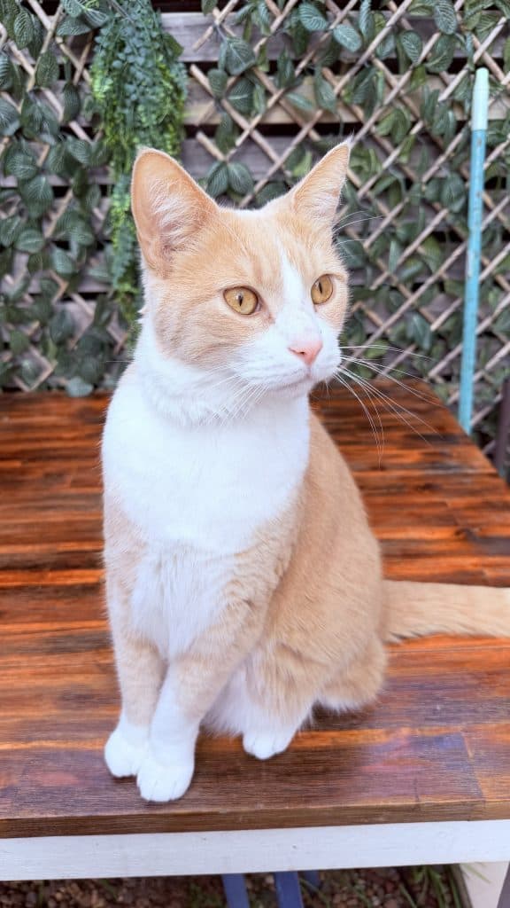 Fox - Domestic Short Hair cat available for adoption at RSPCA NSW in Sydney