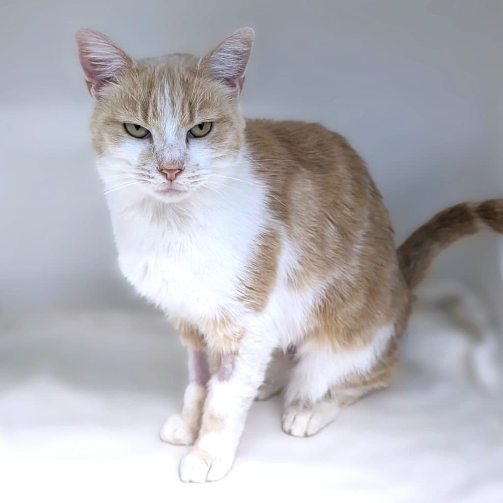 Clementine - Domestic Short Hair cat available for adoption in Calgary