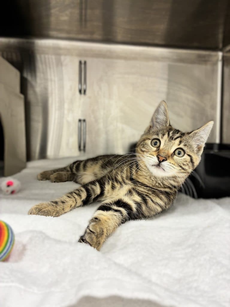 Pippa - Domestic Short Hair cat available for adoption at RSPCA NSW in Sydney
