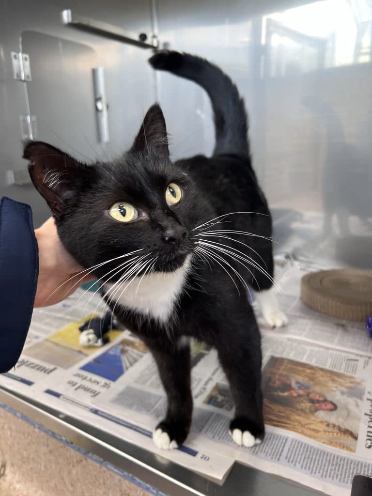 Candace - Domestic Short Hair cat available for adoption at RSPCA NSW in Sydney