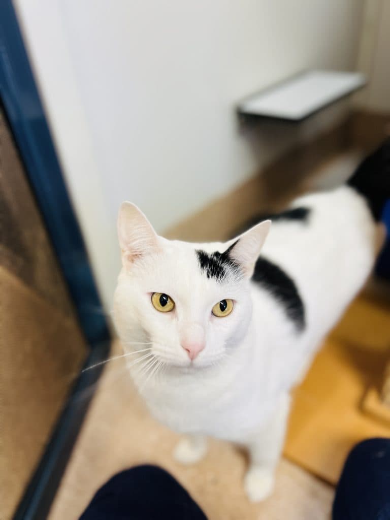 Mason - Domestic Short Hair available for adoption in Newcastle