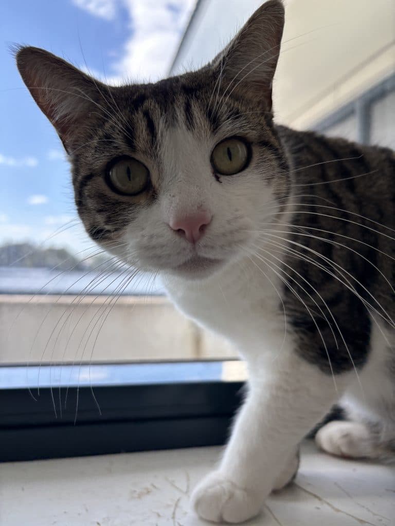 Sweetpea - Domestic Short Hair cat available for adoption at RSPCA NSW in Sydney