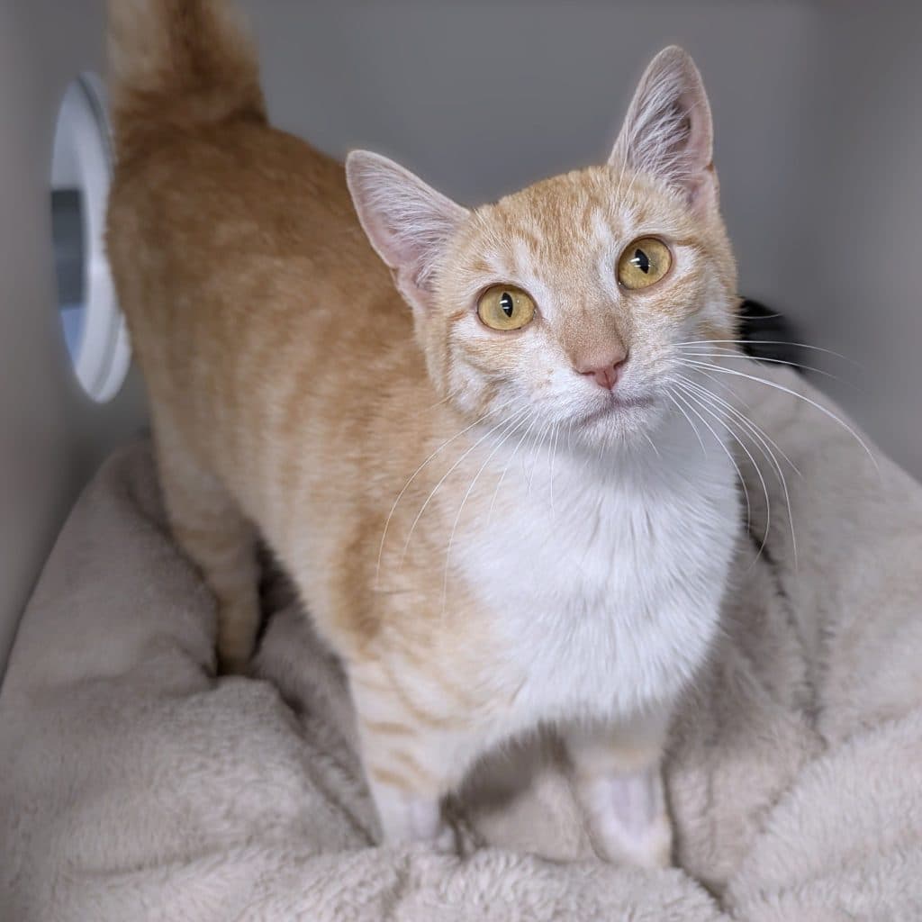 Ginny - Domestic Short Hair cat available for adoption at RSPCA NSW in Sydney