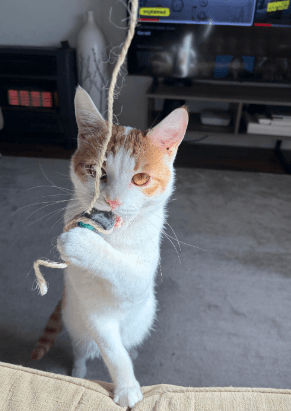 Clive - Domestic Short Hair cat available for adoption in Sydney