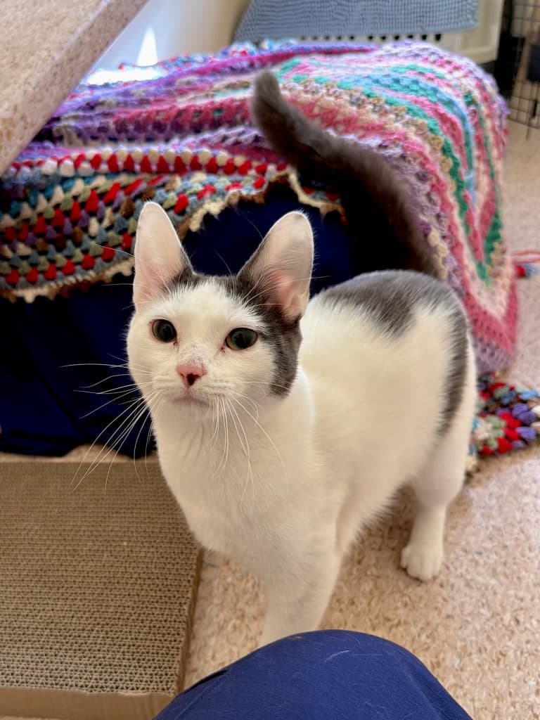 Jules - Domestic Short Hair cat available for adoption at RSPCA NSW in Central Coast