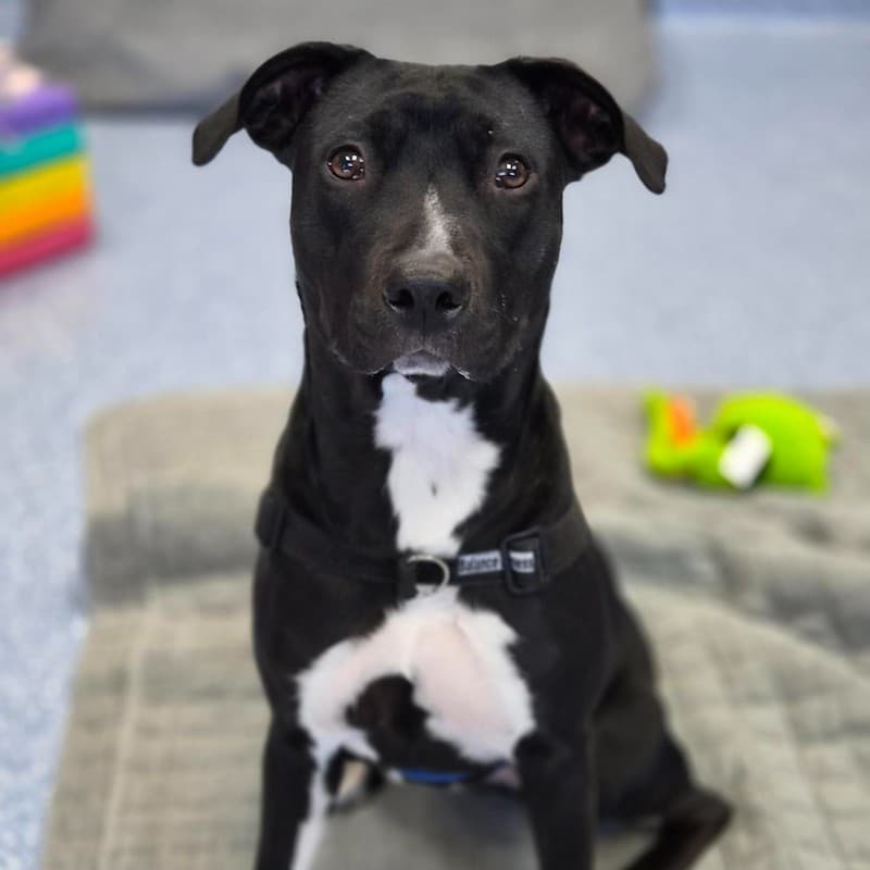 Ivy - Staffordshire Bull Terrier available for adoption in Newcastle