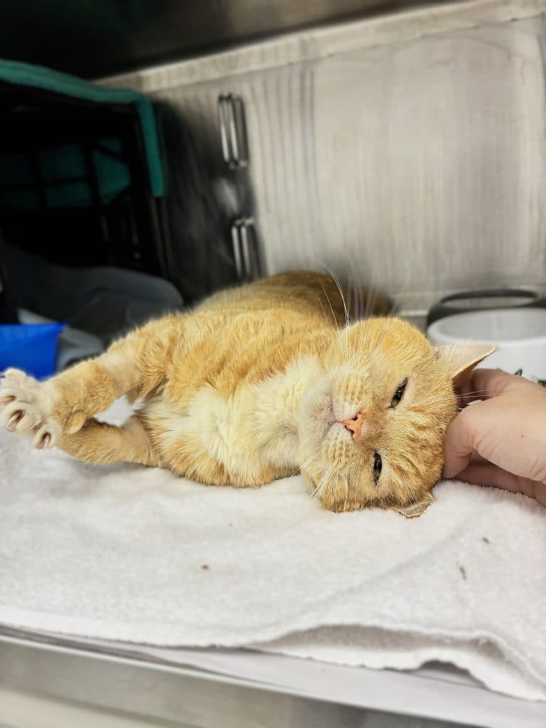 Arnie - Domestic Short Hair cat available for adoption at RSPCA NSW in Sydney