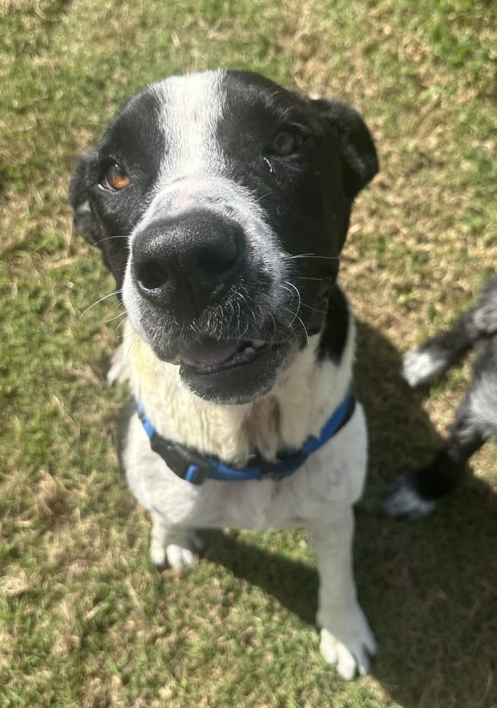 Lacey - Mastiff available for adoption at RSPCA NSW in Calgary