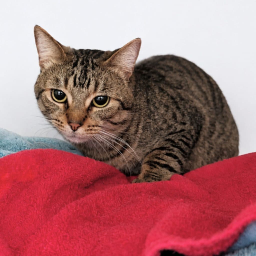 Leo - Domestic Short Hair cat available for adoption at RSPCA NSW in Sydney