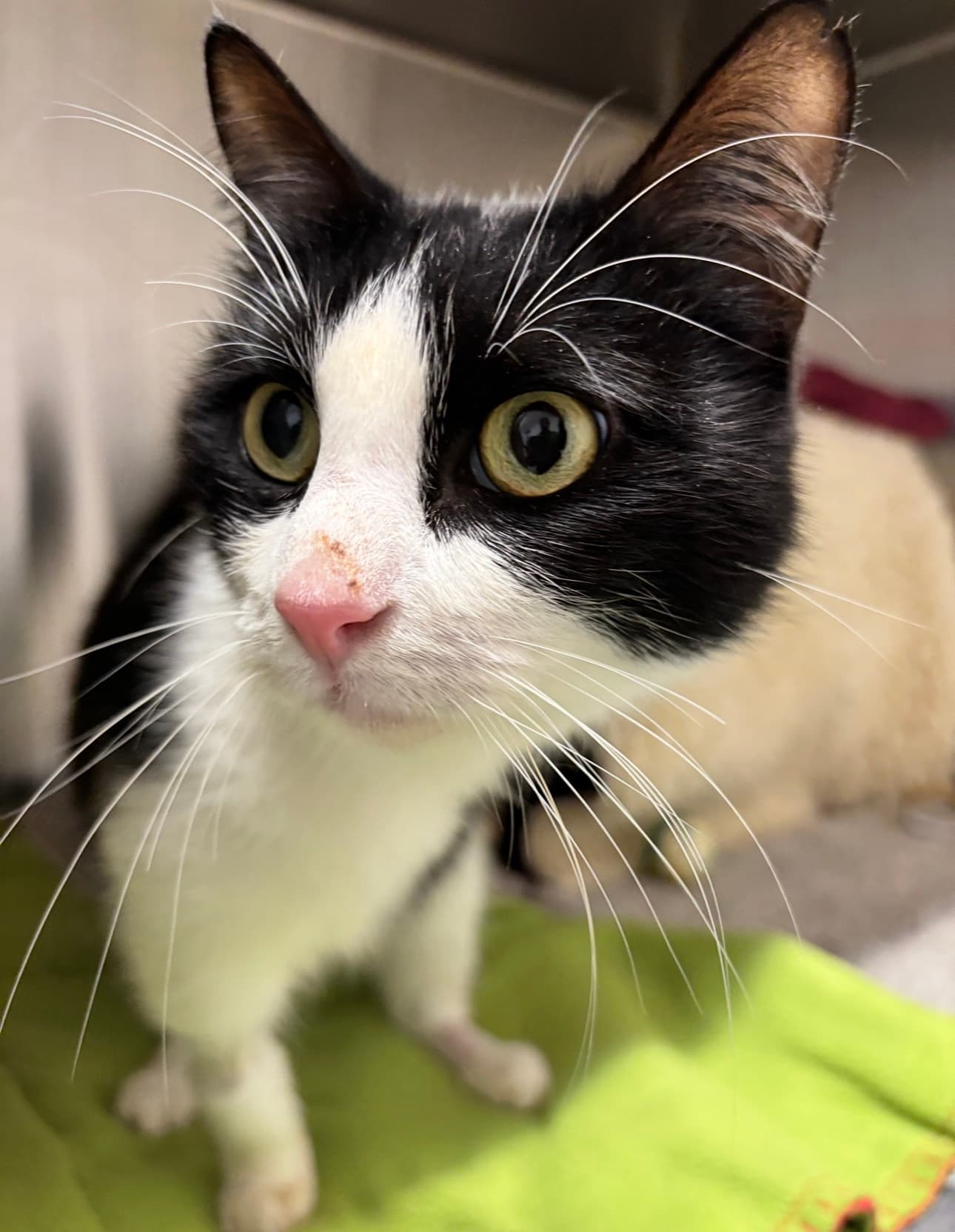 Reuben - Domestic Short Hair cat available for adoption at RSPCA NSW in Sydney
